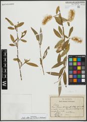 Foto von Salix alba subsp. micans (Andersson) Rech. f.